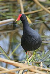 Common Gallinule